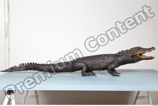 Crocodile body photo reference 0070